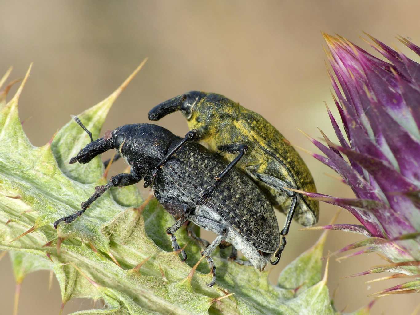 Larinus cynarae